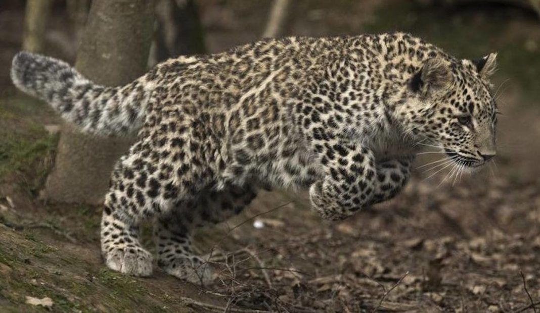 Les léopards persans sauvages font un retour en force dans les montagnes russes