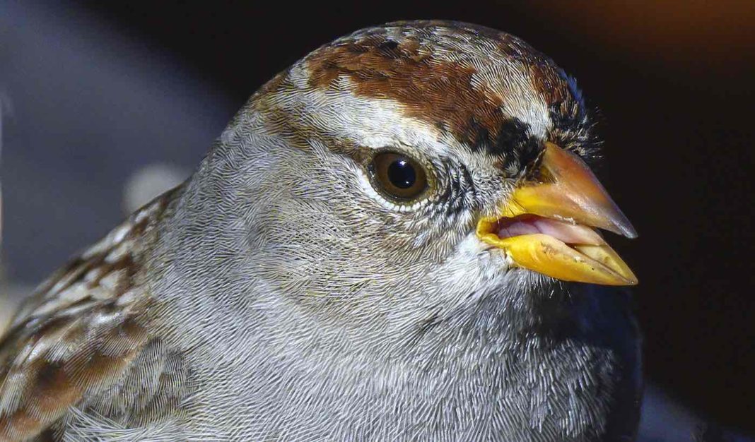 Les oiseaux de San Francisco ont commencé à chanter différemment dans le silence de l'arrêt de la pandémie