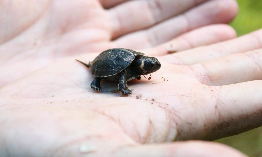Une nouvelle technologie pour sauver les tortues de mer en danger utilise des œufs de leurre GPS pour attraper les braconniers - et ça marche