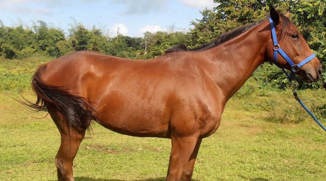 Les chevaux sauvés à Porto Rico vivent maintenant une vie parfaite grâce à des étrangers de l'autre côté de la mer