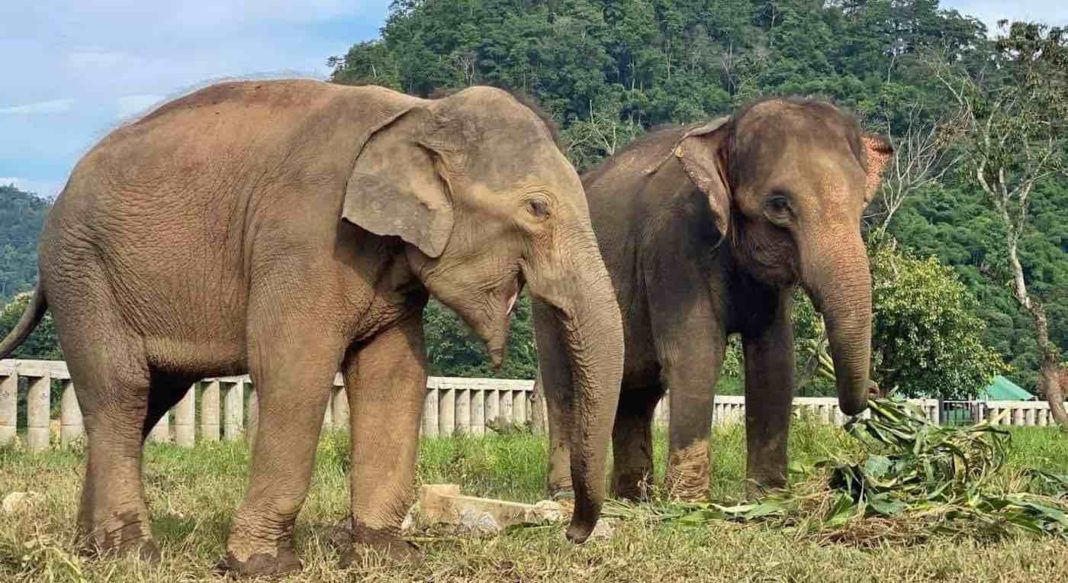 Des étrangers donnent une nouvelle vie à des éléphants en spectacle dans un sanctuaire de la jungle thaïlandaise