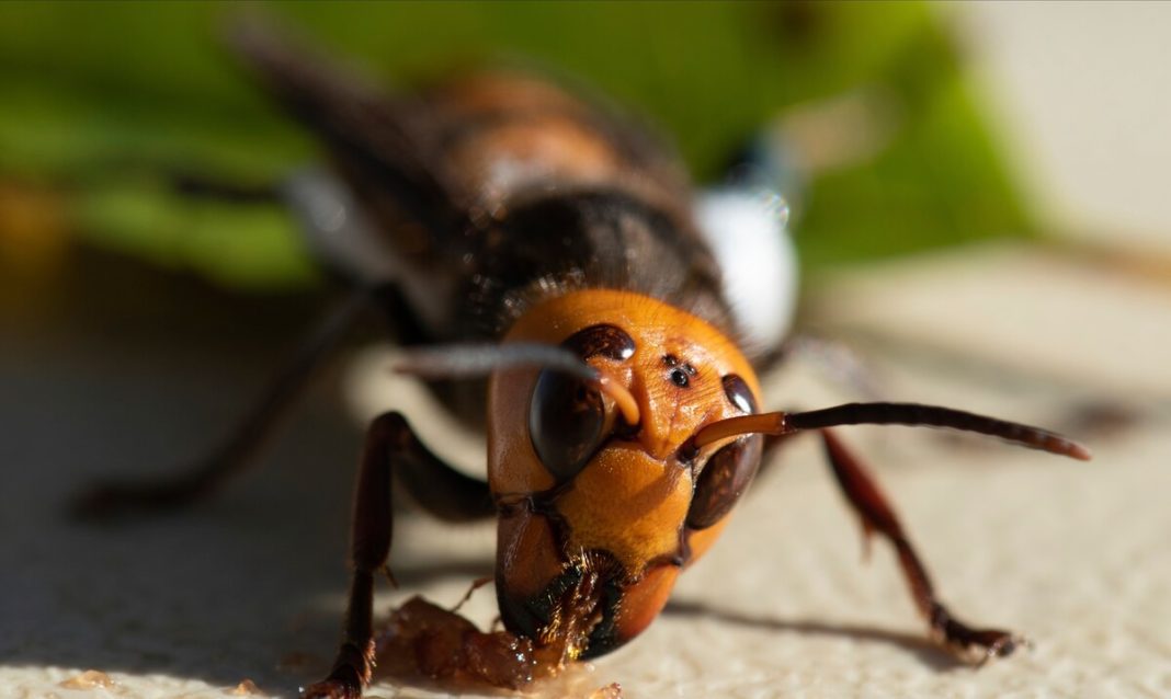 Une ruche de frelons tueurs trouvée dans l'État de Washington