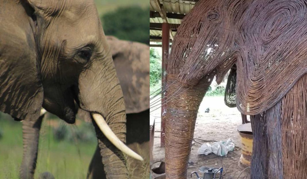 Les pièges qui ont autrefois pris au piège la faune ougandaise se transforment en un art complexe avec 
