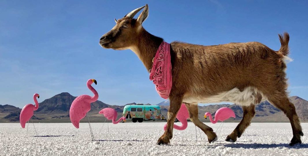 Frankie la chèvre de l'aventure a parcouru plus de 60 000 miles à travers l'Amérique au cours d'un voyage épique - REGARDEZ