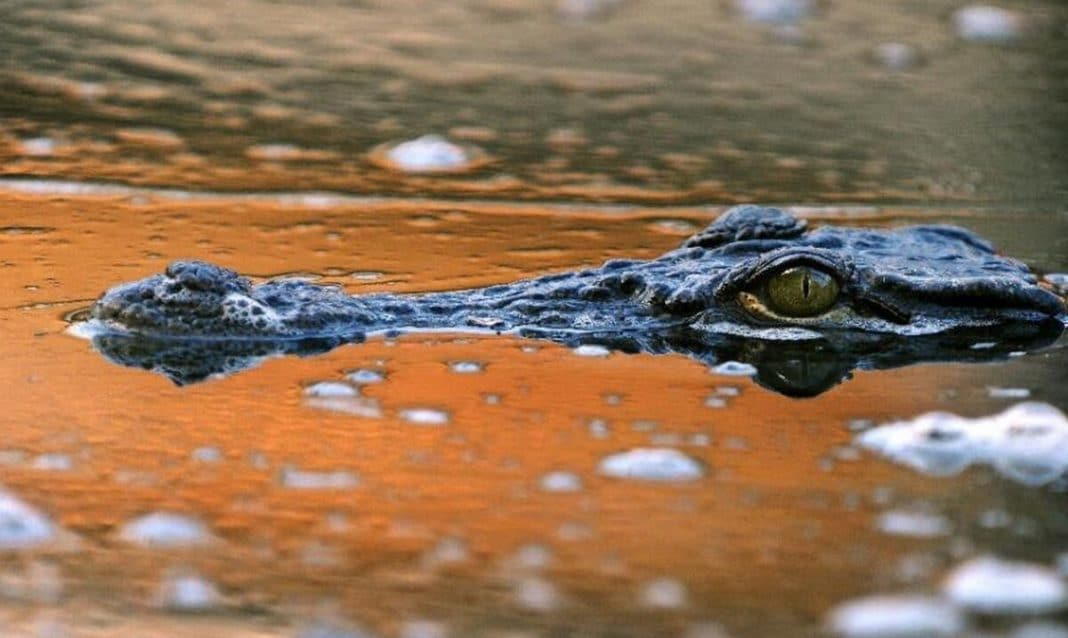 Un homme de Floride sort un chien de la gueule du crocodile 