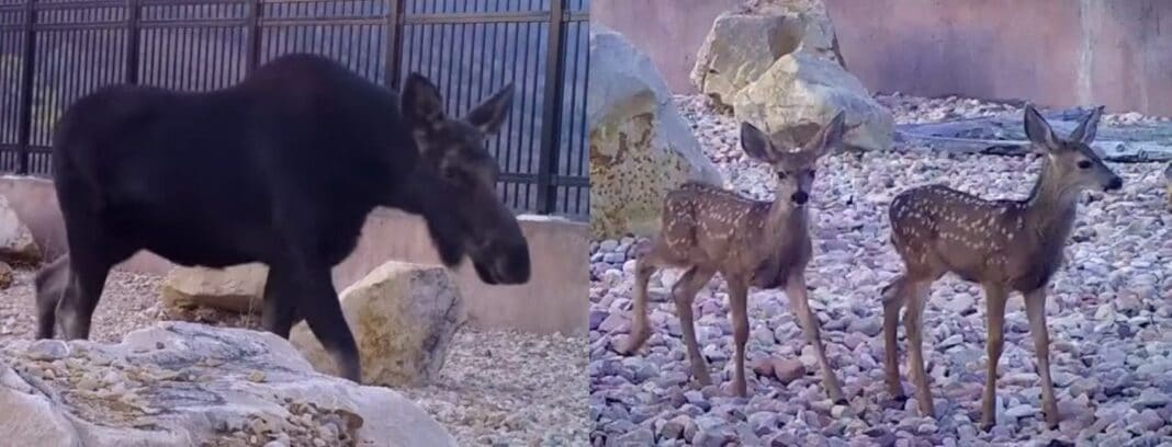 Ça marche ! Des lynx aux ours, le premier pont de l'Utah pour la faune est un succès et ils ont une vidéo pour le prouver