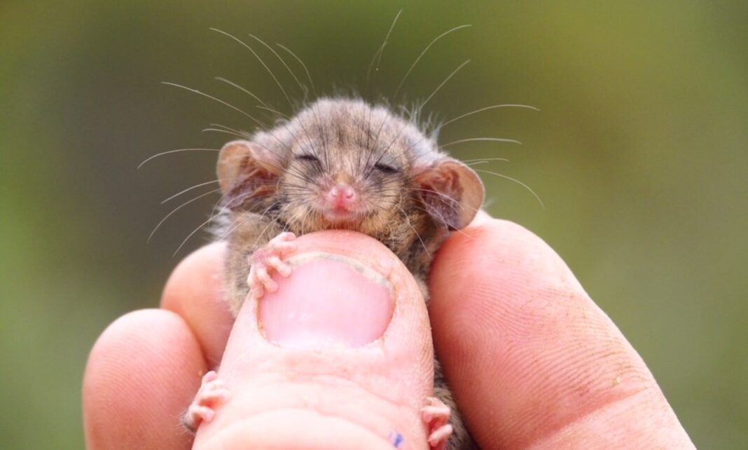 De minuscules opossums pygmées découverts sur Kangaroo Island après que les feux de brousse les aient anéantis