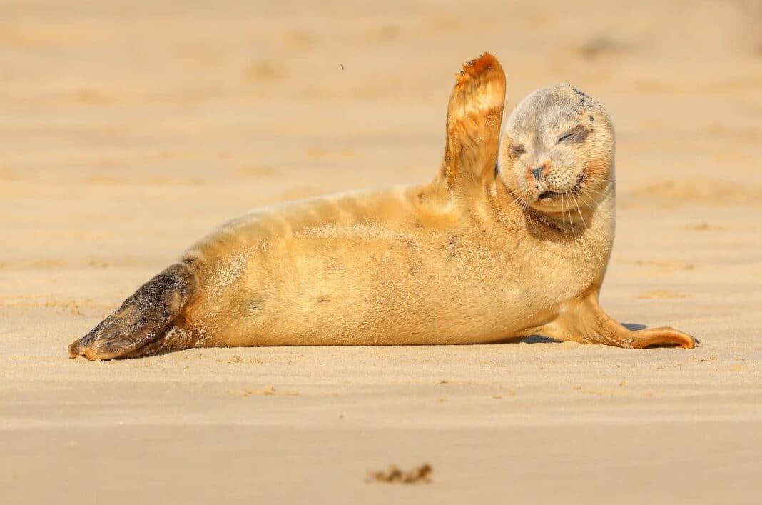Scellé par une vague : Un jeune chiot donne au photographe un moment inoubliable en se prélassant sur la plage