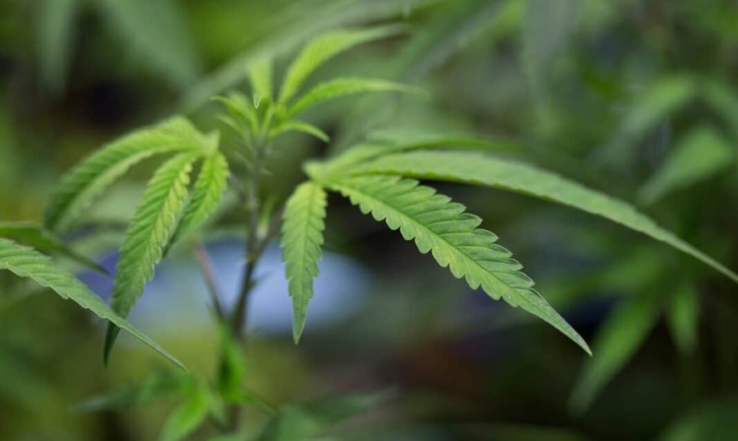La Chambre des représentants des États-Unis adopte un projet de loi visant à décriminaliser la marijuana au niveau fédéral
