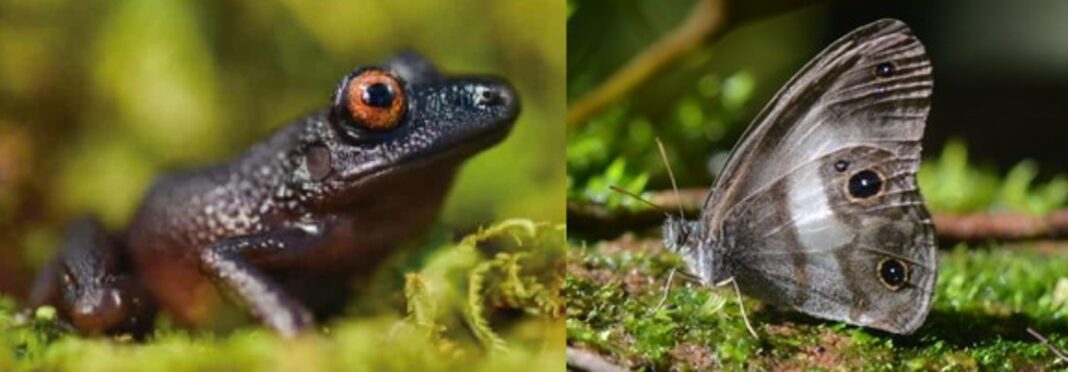 De nouvelles espèces, une grenouille aux yeux du diable et un papillon satyre, inconnus depuis un siècle, se trouvent dans les forêts à 30 miles de la capitale