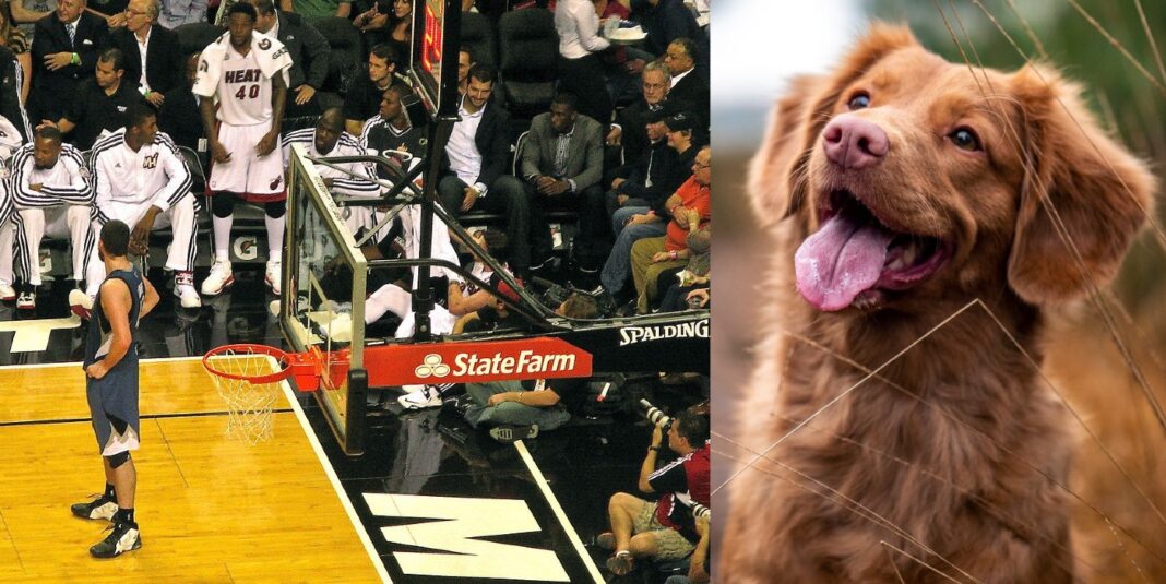 Une équipe de Miami capable de ramener les fans de basket-ball dans l'arène avec l'aide des chiens renifleurs de COVID