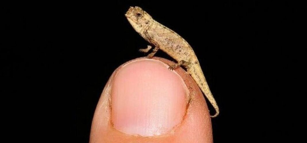 L'espèce de caméléon minuscule qui vient d'être découverte à Madagascar est un 