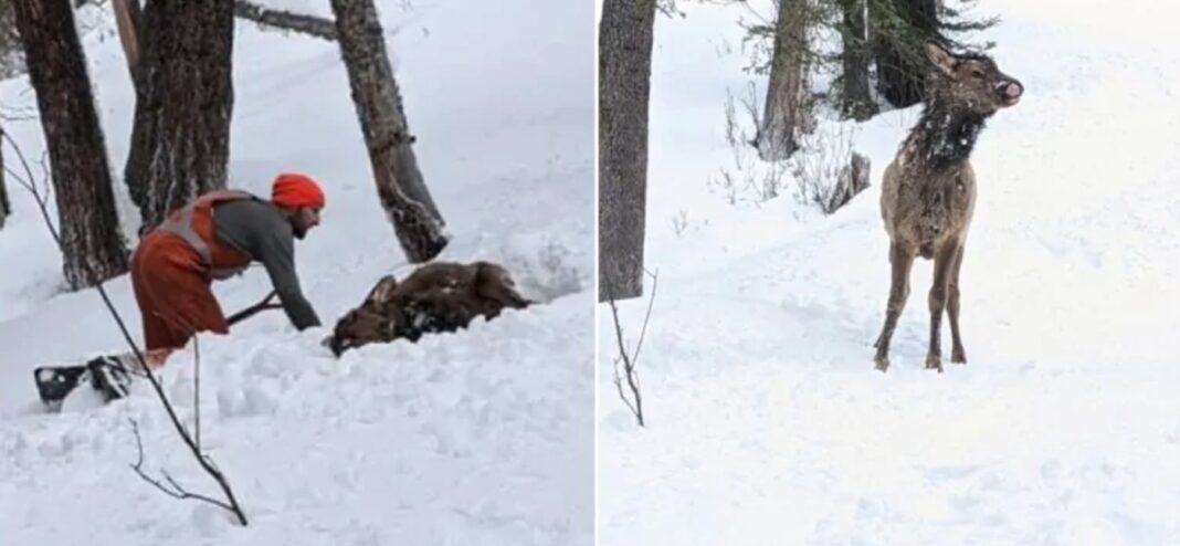 Un homme sauve un élan après qu'il ait été enseveli par une avalanche avec une seule narine et un seul oeil qui regarde la neige