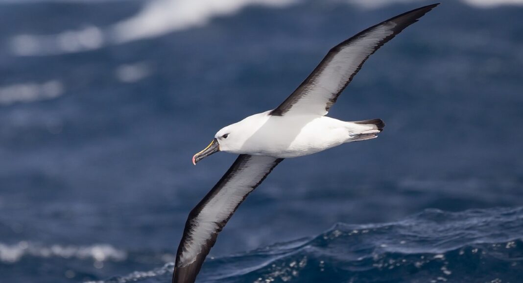 Une simple modification a réduit de 98 % les décès accidentels d'albatros et d'oiseaux de mer : Absolument incroyable