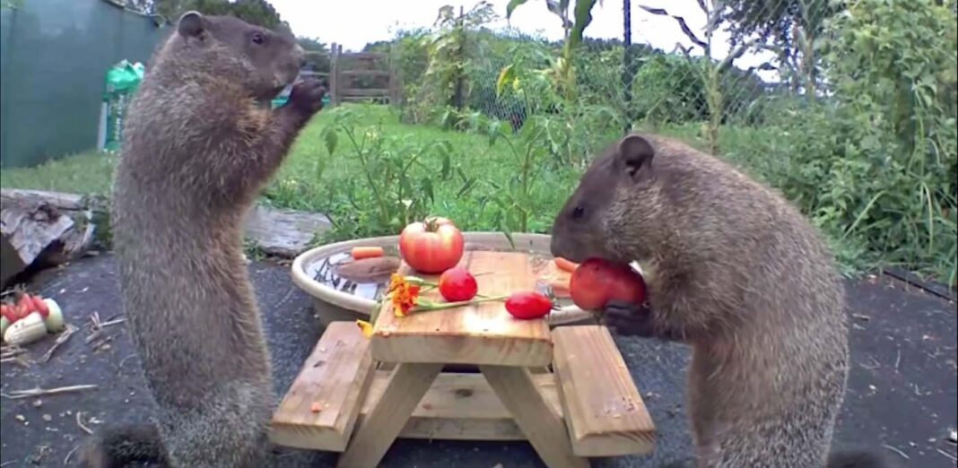 Ces marmottes sont sorties - puis ont partagé un festin de tomates sur une petite table de pique-nique (Regarder)