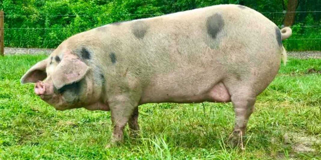 Un bon samaritain sauve un cochon de fermier et appelle le 911 après avoir rejoint Livestream et vu une grange en feu