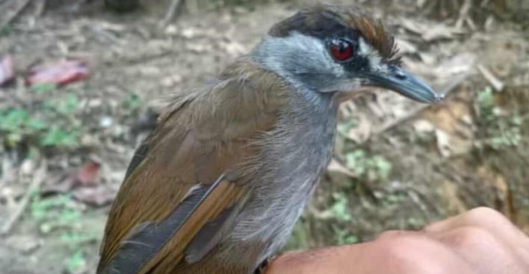 Pour la première fois en 170 ans, l'oiseau le plus longtemps disparu d'Asie est aperçu en Indonésie
