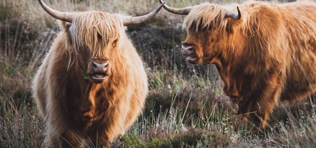 Les vaches Highland d'Écosse sont les vedettes de leur propre émission de webcam 