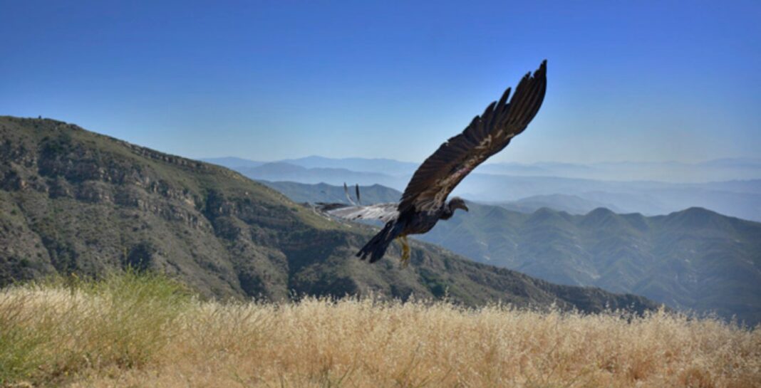 Les condors, une espèce menacée, reviennent dans le ciel de la Californie du Nord après près d'un siècle d'existence