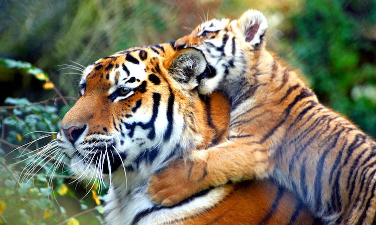 Les tigres du Népal reviennent au bord de l'extinction avec une augmentation historique de 190 %.