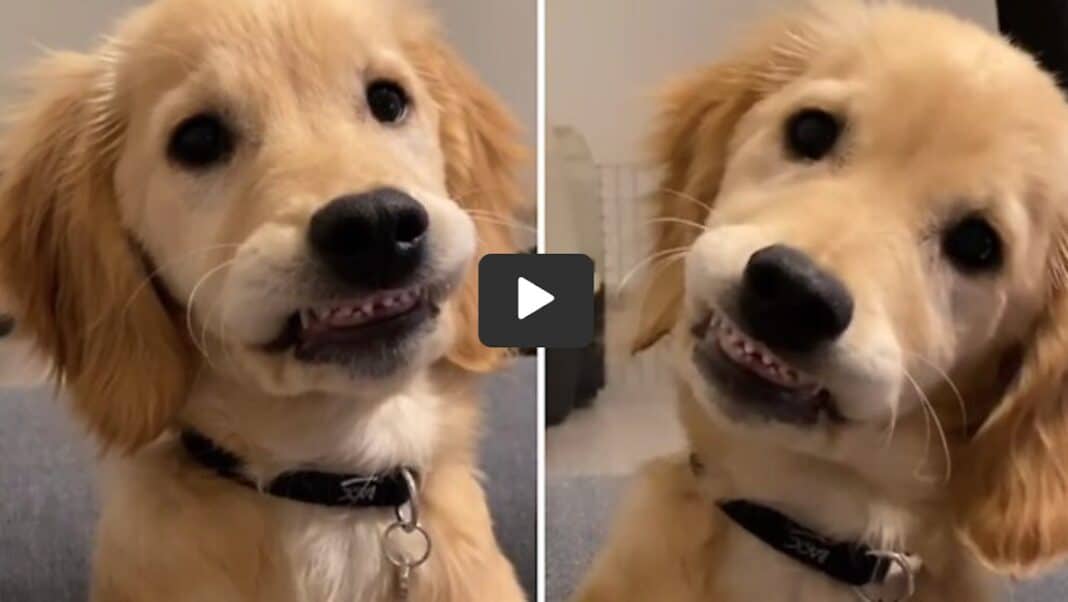 Un chiot se fait arracher une dent chez le dentiste et sourit adorablement devant la caméra