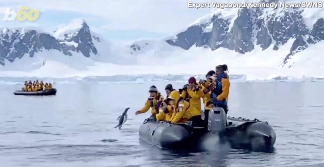 Un pingouin saute dans un bateau d'excursion pour éviter d'être dévoré par des orques - WATCH