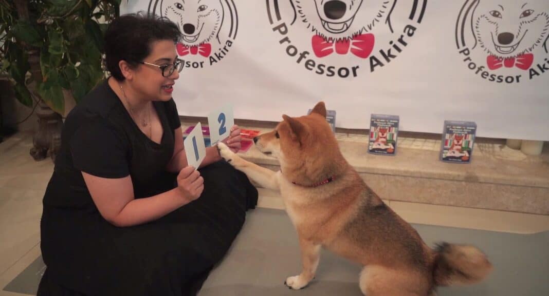 Une femme utilise l'enfermement pour apprendre à son chien intelligent les maths et les couleurs avec des cartes flash faites maison.
