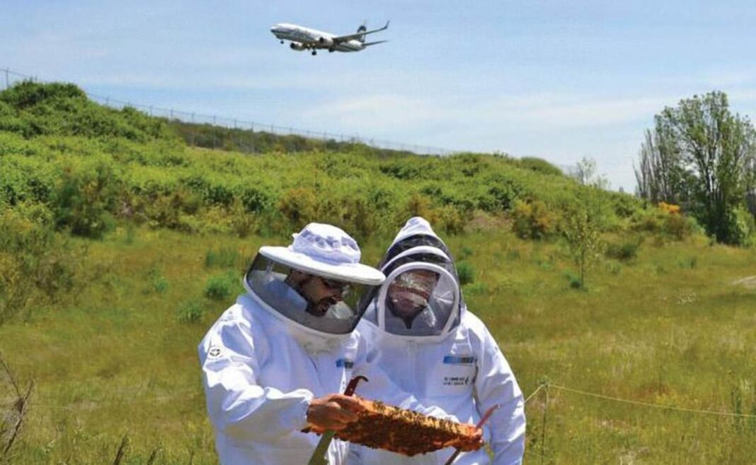 L'aéroport fait appel aux apiculteurs pour sauver les pollinisateurs
