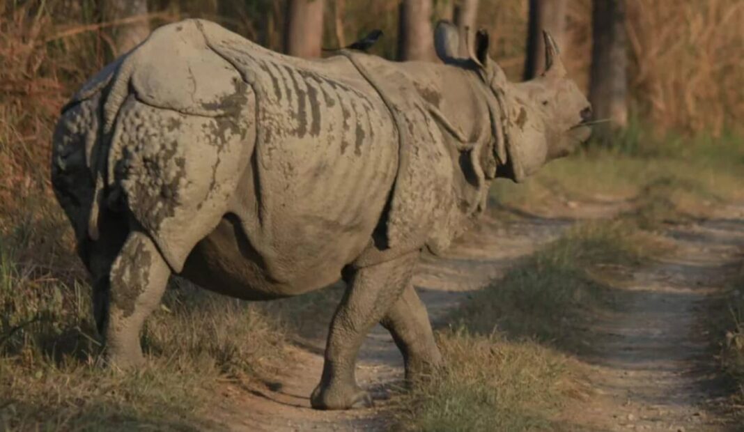 La population de rhinocéros du Népal, une espèce menacée, a augmenté de 16 %.