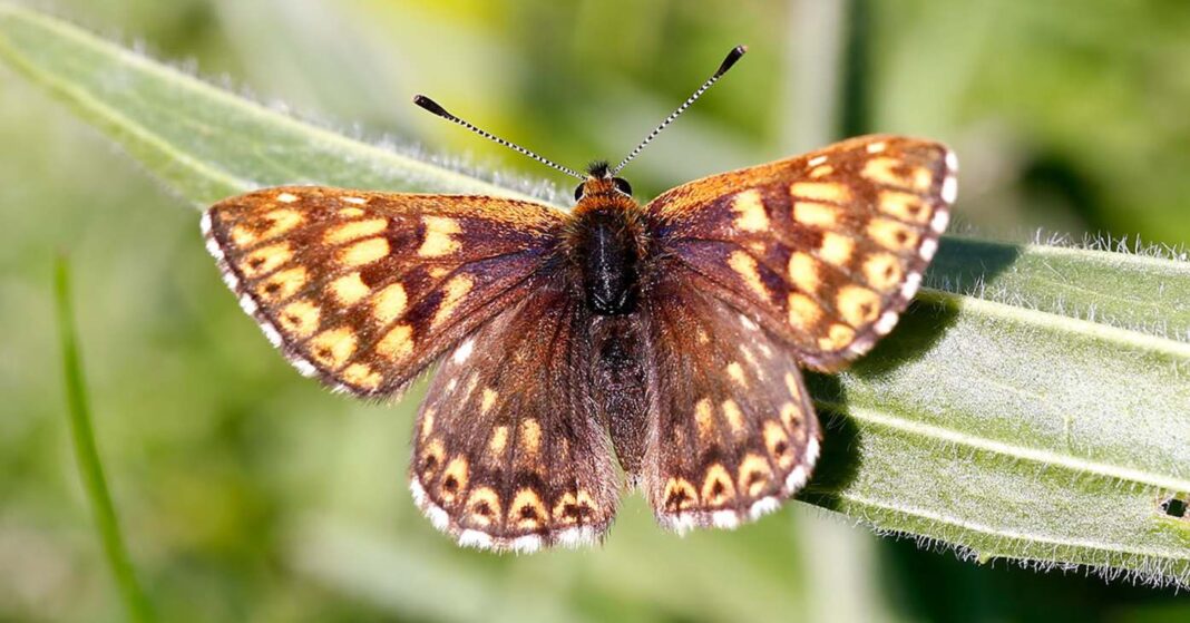 Des fermes britanniques ont sauvé ce magnifique papillon du Duc de Bourgogne de l'extinction.