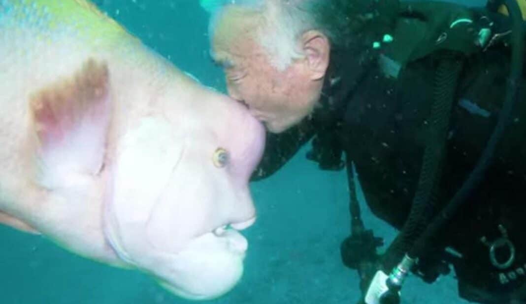 Un plongeur de 79 ans et ce poisson sont amis depuis près de 30 ans - il l'a soigné pour qu'il retrouve la santé.