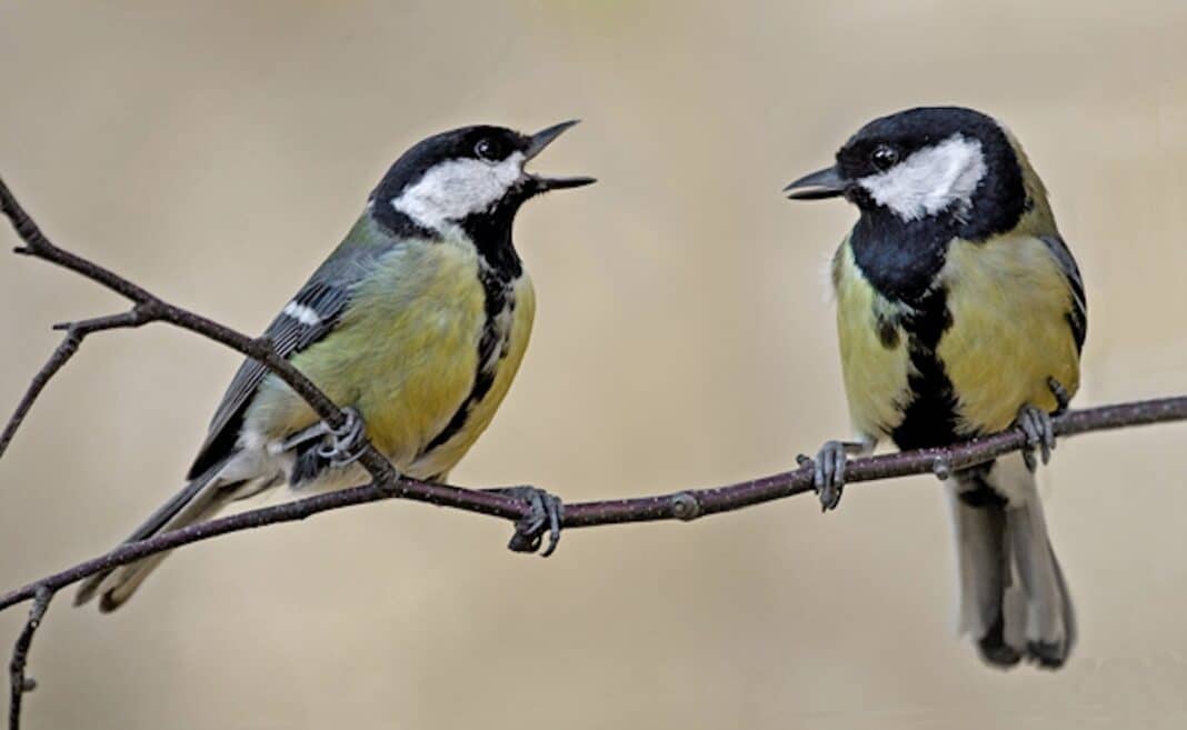 Une preuve rare prouve que les oiseaux sont capables de changer leur culture pour devenir plus efficaces