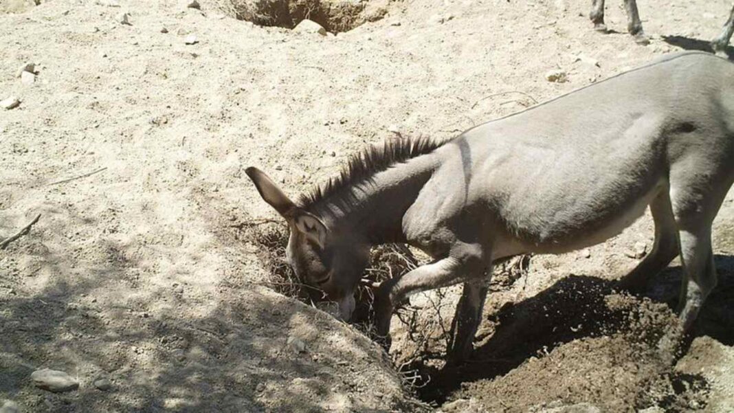 Des chercheurs ont découvert que les ânes et les chevaux sauvages creusent des trous d'eau dans le désert, ce qui est vital pour tout l'écosystème.