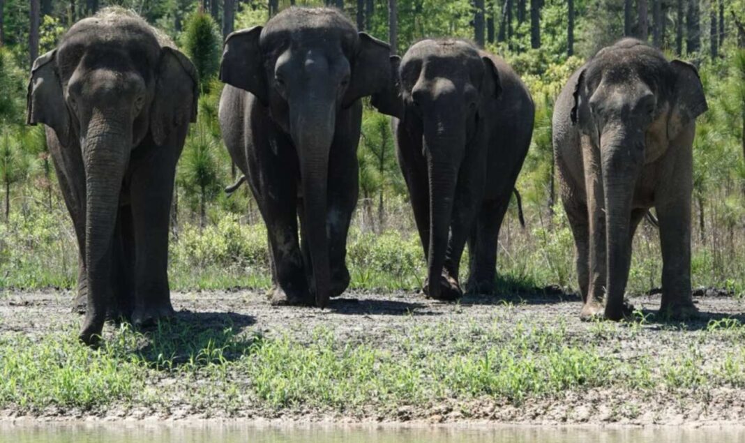 35 éléphants de cirque arrivent dans un étonnant sanctuaire de Floride pour se retirer dans la forêt, les prairies et 11 points d'eau.