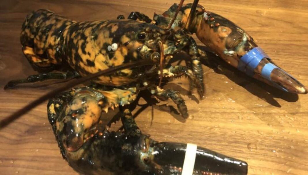 Les employés de Red Lobster repèrent une espèce rare : un homard calico sur 30 millions nagera en toute tranquillité dans un sanctuaire en Virginie.