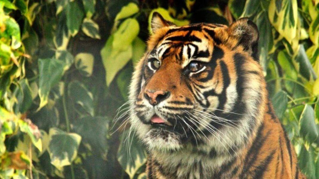 Un vétérinaire sauve l'œil d'un tigre grâce à une opération qui n'a jamais été pratiquée sur un grand félin