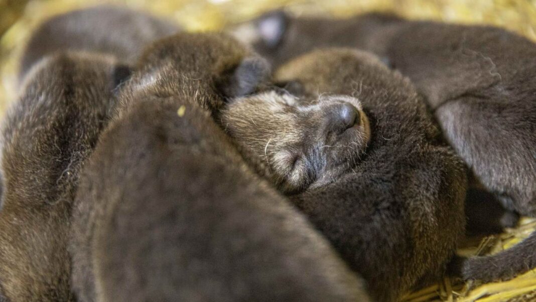 Douze bébés loups rouges en danger critique d'extinction naissent en Caroline du Nord - Un baby-boom de la conservation