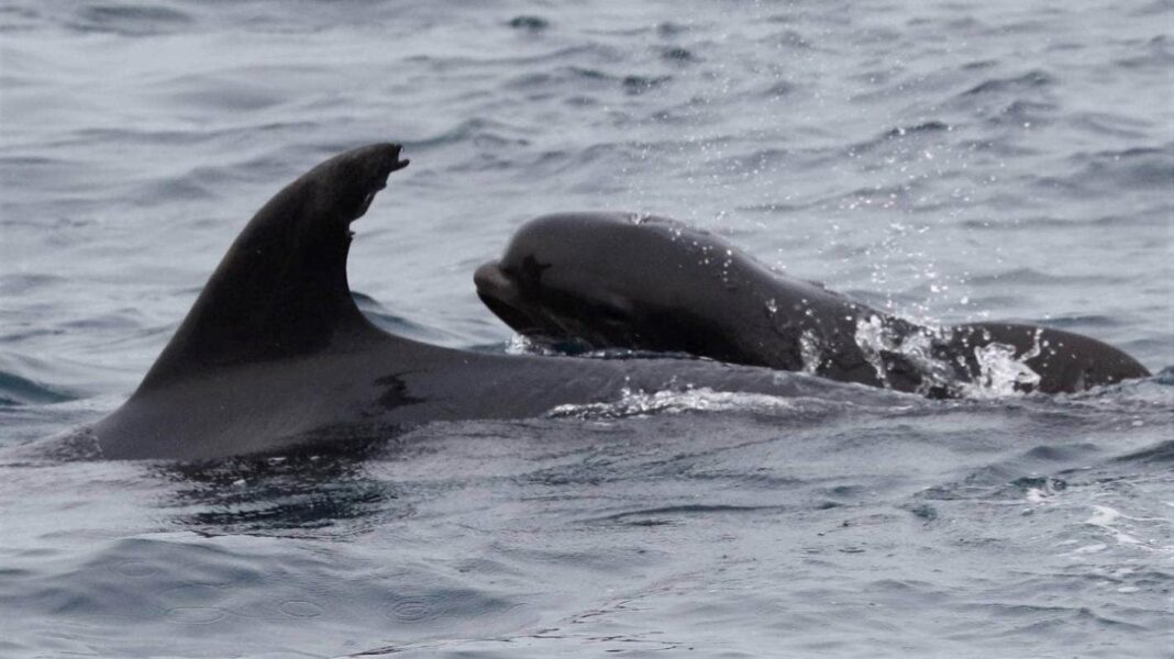 La taille n'a pas d'importance pour une mère dauphin qui adopte un baleineau