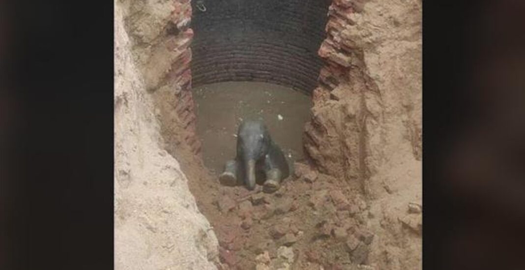 Un éléphanteau secouru après être tombé dans un puits indien de 30 mètres de profondeur