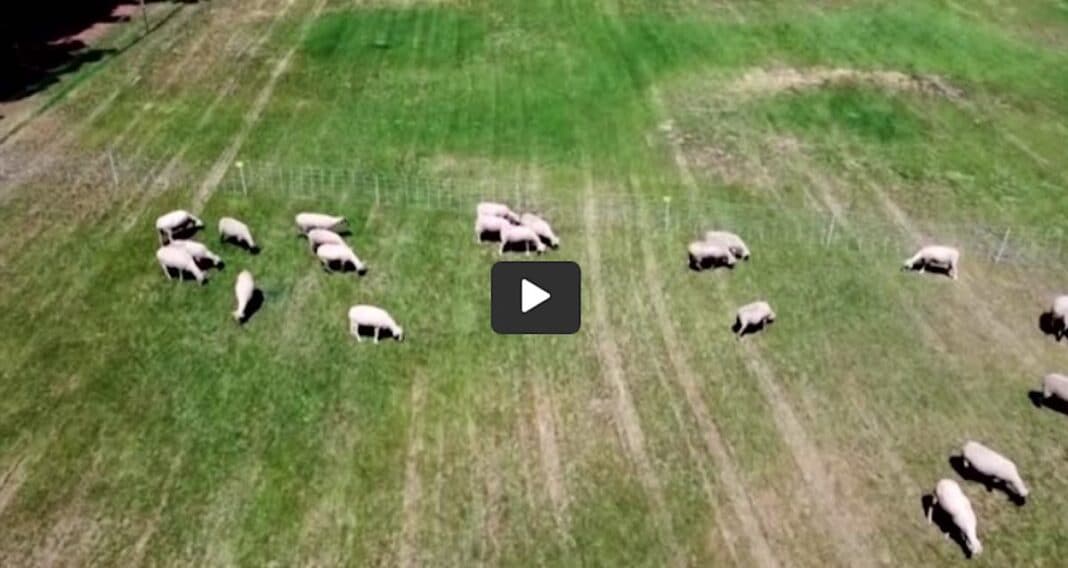 Moutons contre tondeuses à gazon : Le campus de l'Université de Californie du Sud teste la meilleure méthode d'entretien des pelouses.