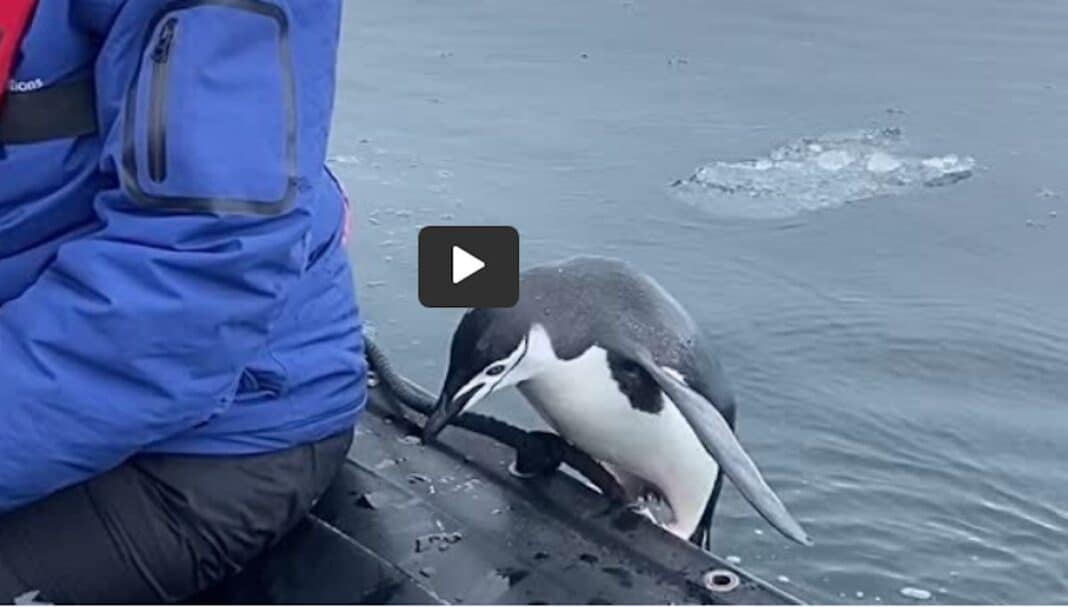Un pingouin en Antarctique saute dans un bateau de touristes qui passe et profite du répit (WATCH)