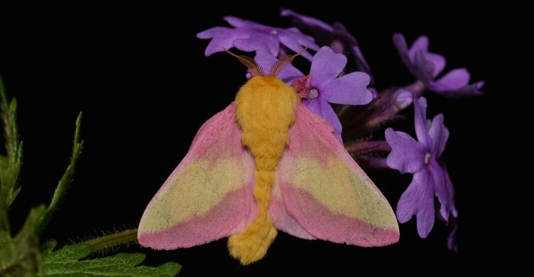 Selon Smithsonian, ces papillons de nuit sont si beaux qu'ils font honte aux papillons : C'est la semaine nationale des papillons de nuit