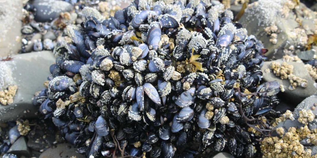 Les moules peuvent aider à filtrer les microplastiques dans nos océans sans nuire aux mollusques.