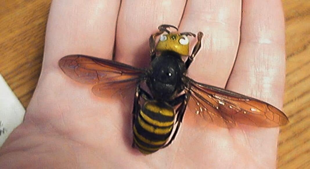 Un apiculteur français invente un piège pour lutter contre les 