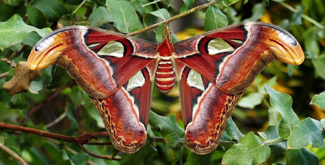Les ailes antérieures ondulées des papillons de nuit sont en fait un système de défense sophistiqué contre la localisation par écho.