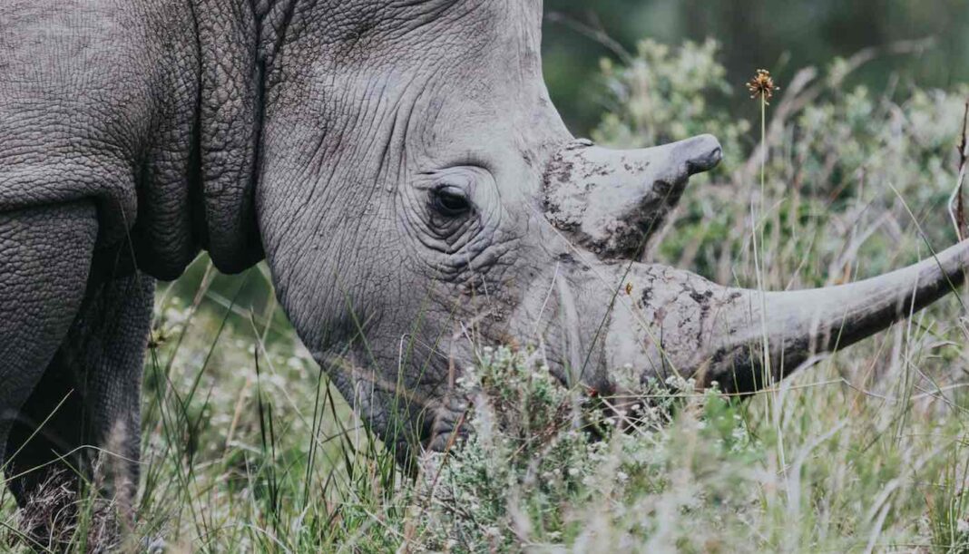 Une espèce rare de rhinocéros connaît une croissance spectaculaire de sa population - de 100 à 3 700 individus aujourd'hui - en raison de la diminution du braconnage.