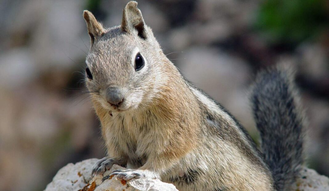 Les écureuils ont des traits de personnalité très différents, tout comme les humains.