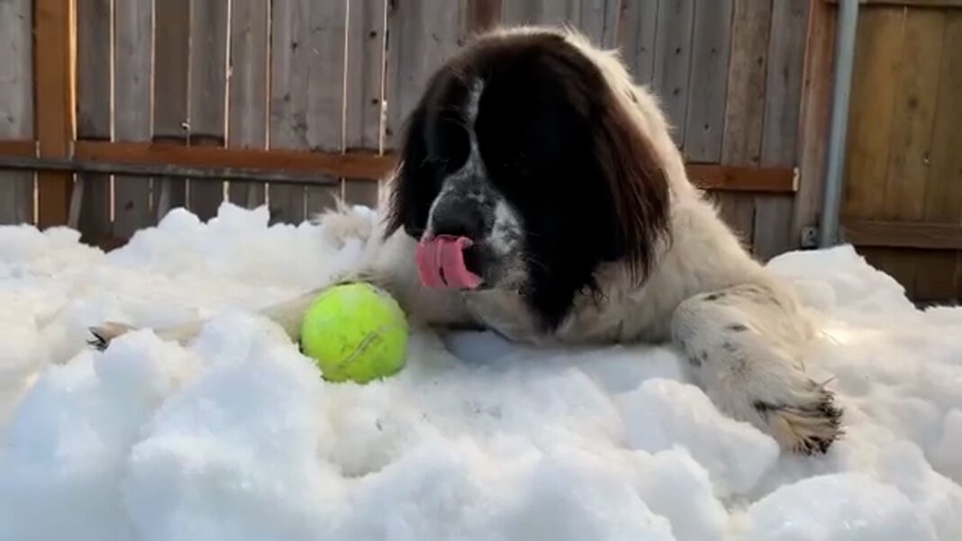 Une patinoire donne au chien mourant une dernière chance de jouer dans la neige