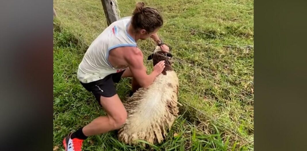 Un joueur de rugby sauve un mouton d'un fil barbelé dans une vidéo virale (WATCH)