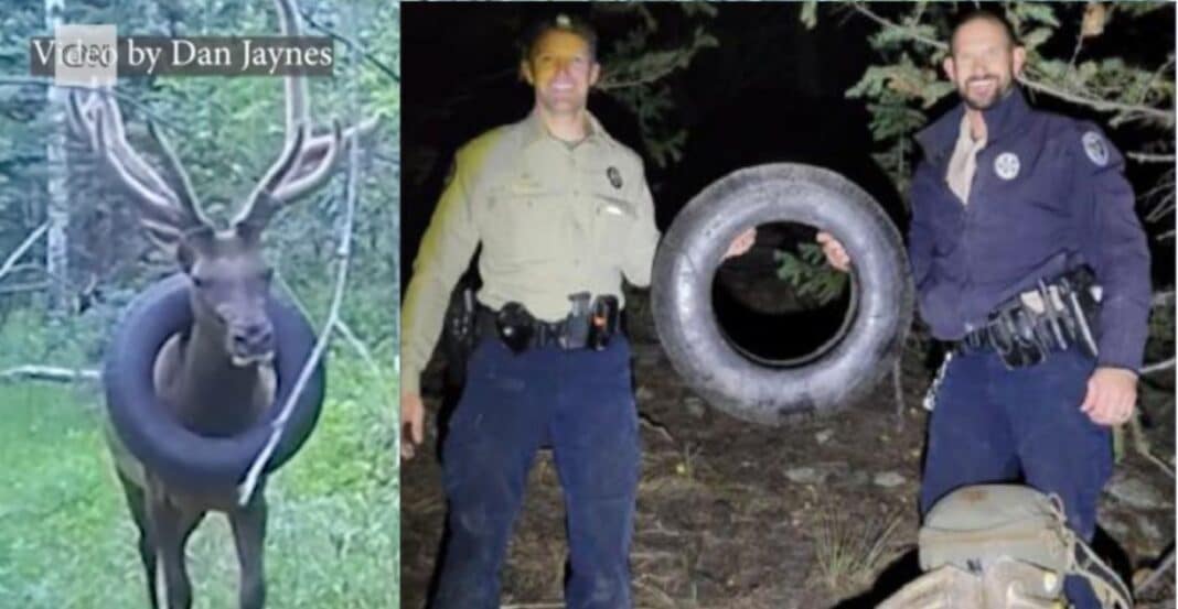 Des agents de protection de la faune ont enfin trouvé le moyen d'enlever le pneu qui était autour du cou d'un wapiti depuis deux ans.